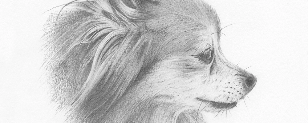 Dog portrait - Mollie