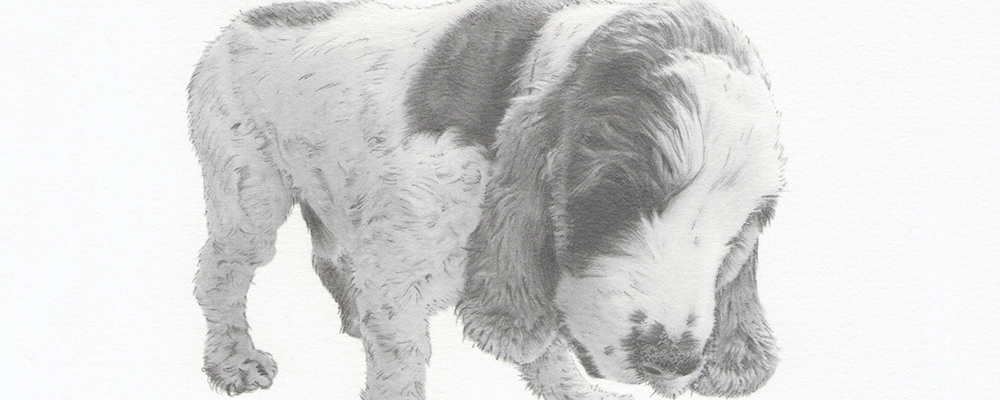 Dog portrait - Smudge